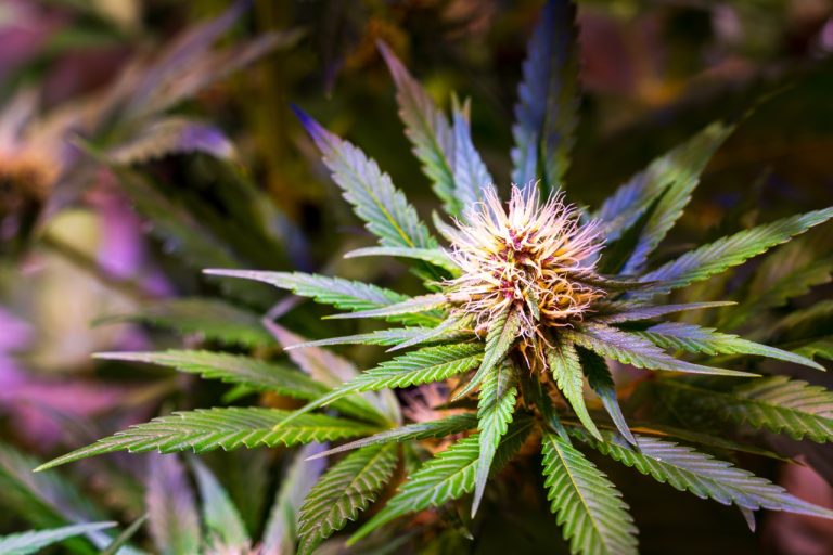 What Are Terpenes? How Scents and Flavors Affect Your Mood
