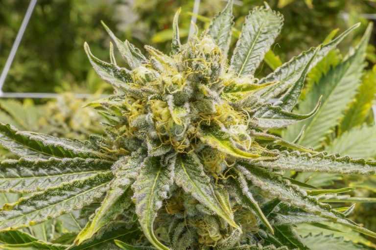 The History of Hemp and Cannabis in Medicine